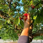 Domaine Des Cerisiers Hébergement de vacances