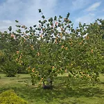 Domaine Des Cerisiers *