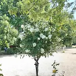 Domaine Des Cerisiers Berville-sur-Mer