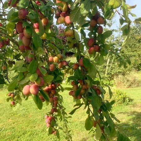 Hébergement de vacances Domaine Des Cerisiers *